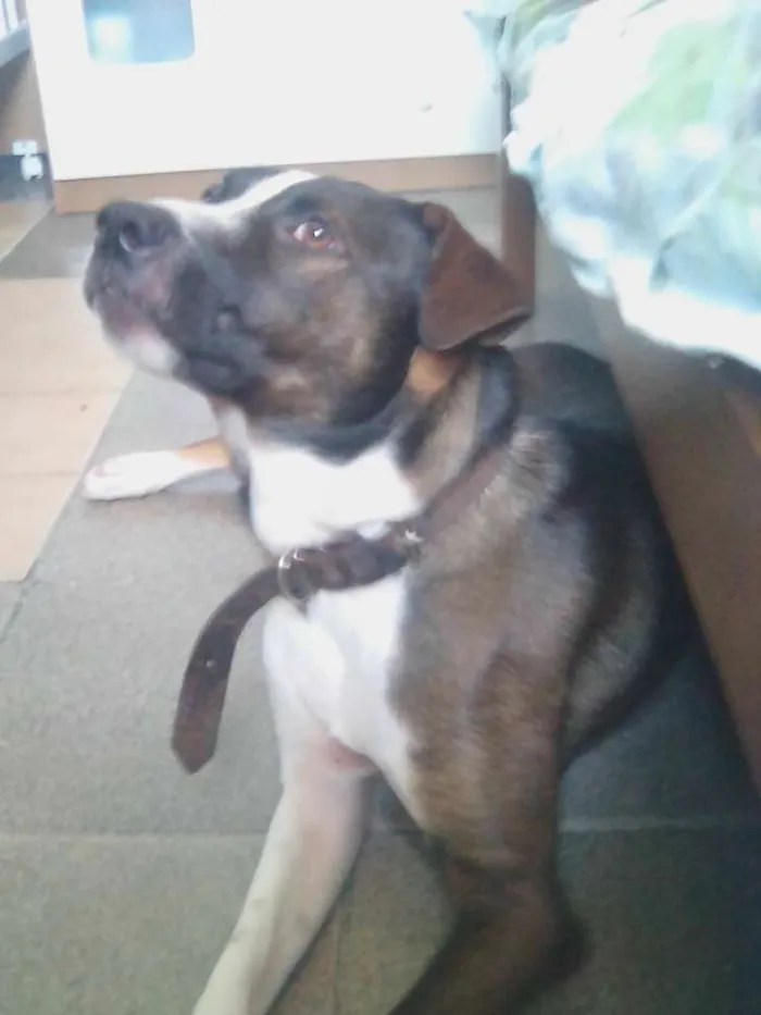 Cachorro ra a Pit bul com damalta idade 1 ano nome Maylow