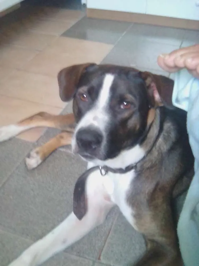 Cachorro ra a Pit bul com damalta idade 1 ano nome Maylow
