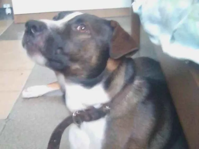 Cachorro ra a Pit bul com damalta idade 1 ano nome Maylow