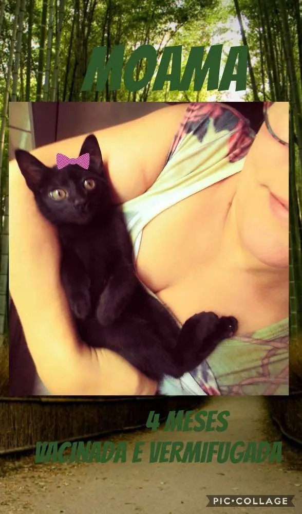 Gato ra a SRD idade 2 a 6 meses nome Moana
