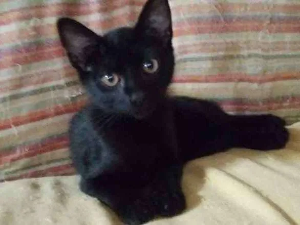 Gato ra a SRD idade 2 a 6 meses nome Moana