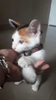 Nina
