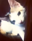Nina