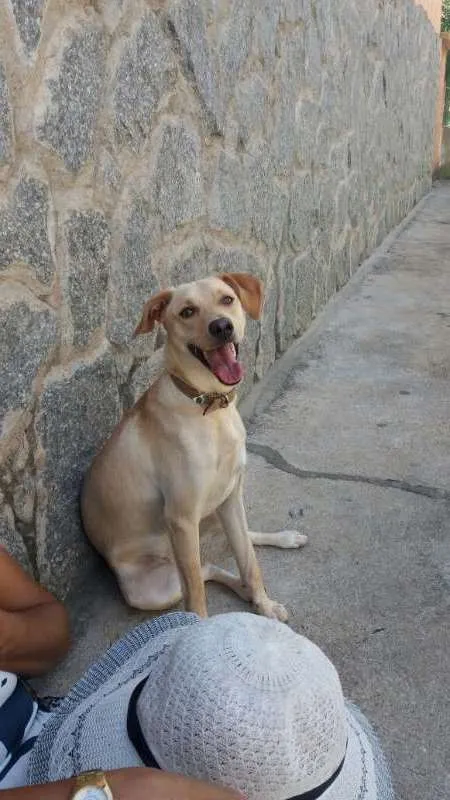 Cachorro raça vira-lata idade 1 ano nome sem nome