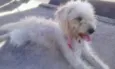 Cholinha