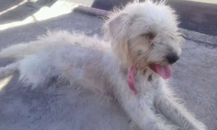 Cachorro raça Poodle idade 3 anos nome Cholinha
