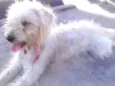 Cholinha