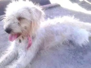 Cachorro raça Poodle idade 3 anos nome Cholinha
