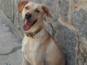 Cachorro raça vira-lata idade 1 ano nome sem nome