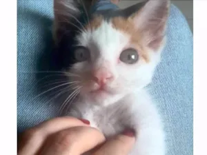 Gato raça  idade 2 a 6 meses nome Nina