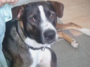 Cachorro raça Pit bul com damalta idade 1 ano nome Maylow