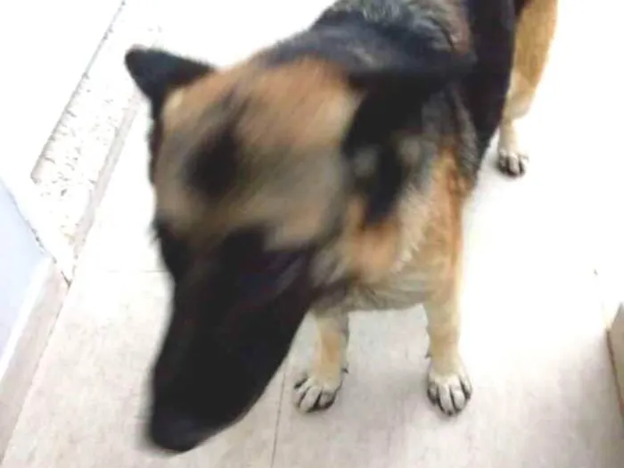 Cachorro ra a Pastor alemão idade  nome Não sei