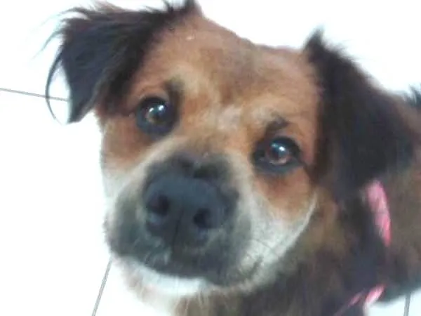 Cachorro ra a SRD idade 1 ano nome Nina