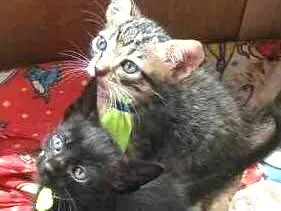 Gato ra a sem raça idade 2 a 6 meses nome sem nome