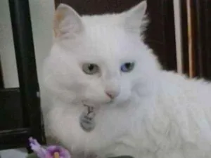 Gato raça Setter idade 6 ou mais anos nome mimi