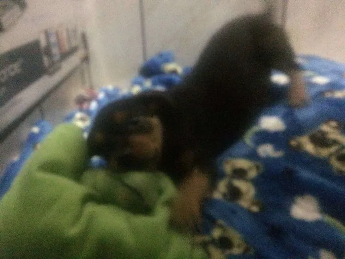 Cachorro ra a SRD idade 2 a 6 meses nome Bilbo