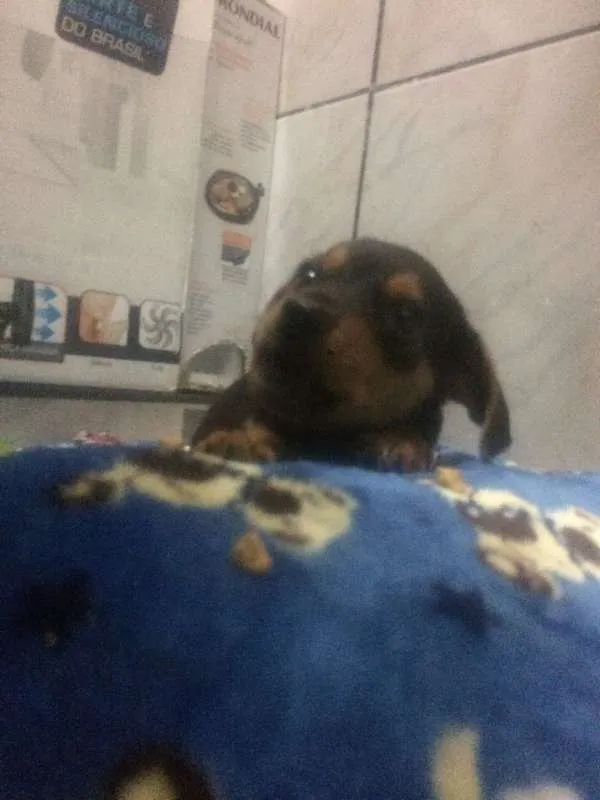 Cachorro ra a SRD idade 2 a 6 meses nome Bilbo