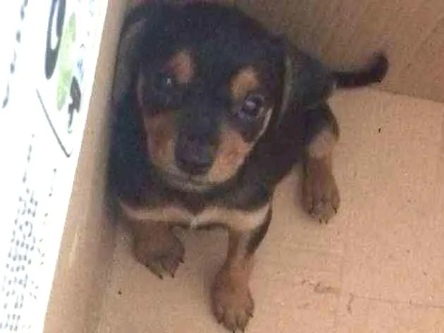 Cachorro ra a SRD idade 2 a 6 meses nome Bilbo