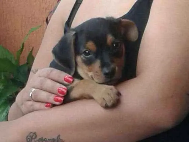 Cachorro ra a SRD idade 2 a 6 meses nome Bilbo