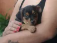 Bilbo