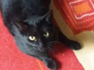 Gato raça SRD idade 1 ano nome NINA