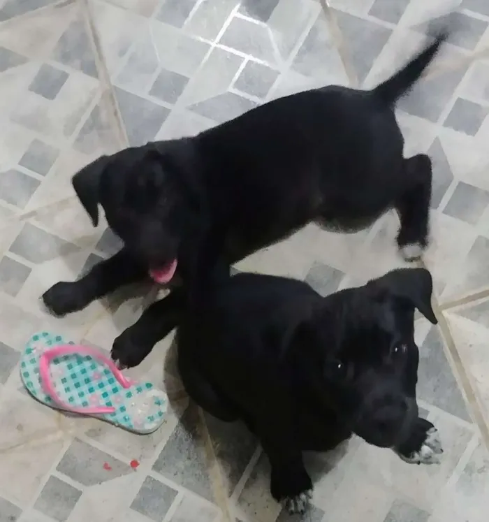 Cachorro raça SRD idade 2 a 6 meses nome Vivi