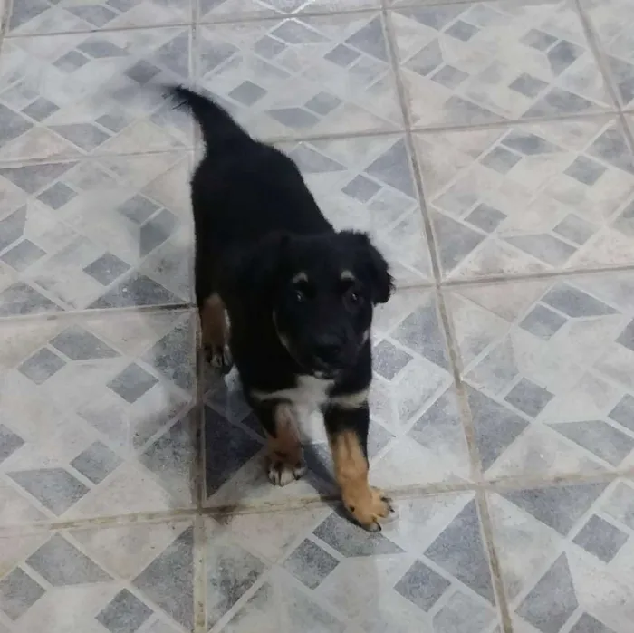 Cachorro raça SRD idade 2 a 6 meses nome Vivi