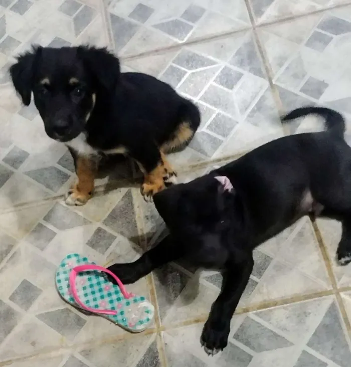 Cachorro raça SRD idade 2 a 6 meses nome Vivi