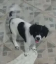 Vivi