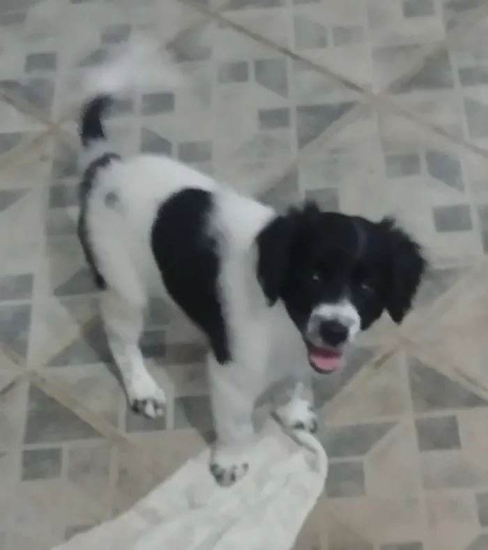 Cachorro raça SRD idade 2 a 6 meses nome Vivi