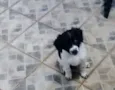 Vivi