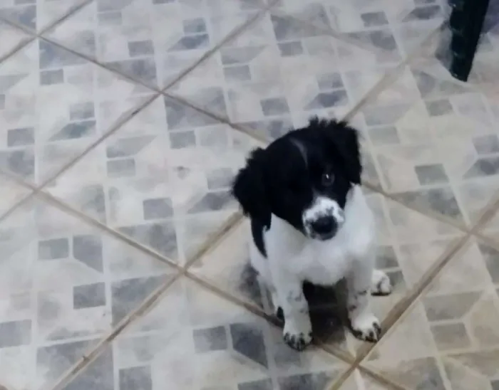 Cachorro raça SRD idade 2 a 6 meses nome Vivi