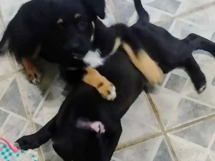 Cachorro raça SRD idade 2 a 6 meses nome Vivi