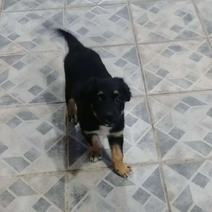 Cachorro raça Srd idade 2 a 6 meses nome A definir