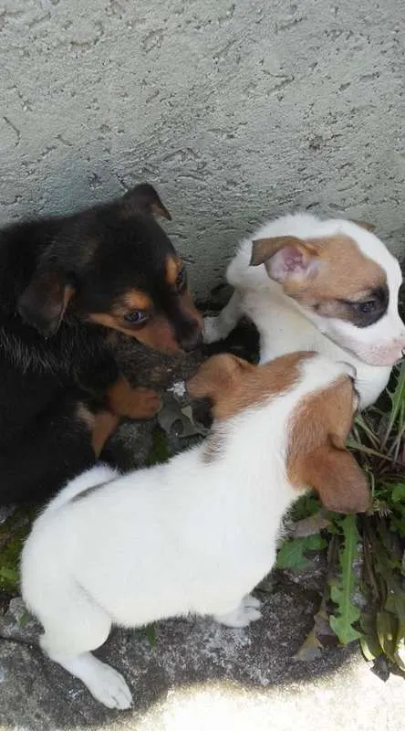 Cachorro ra a Idefinida idade Abaixo de 2 meses nome Não tem nome
