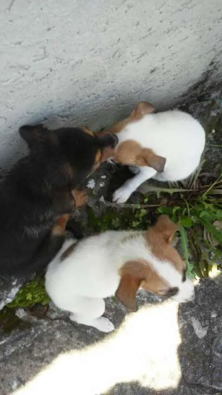 Cachorro ra a Idefinida idade Abaixo de 2 meses nome Não tem nome