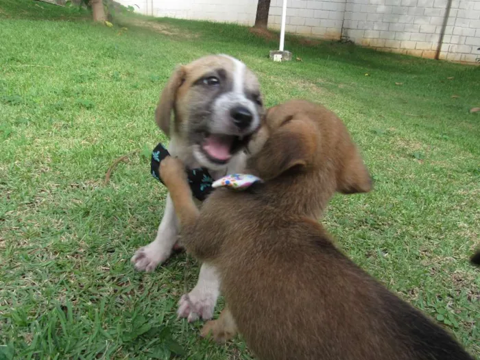 Cachorro raça SRD idade 2 a 6 meses nome Oliver