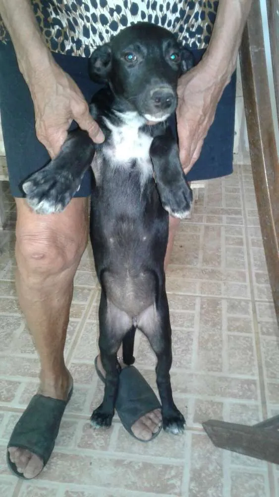 Cachorro raça Srd idade 2 a 6 meses nome A definir