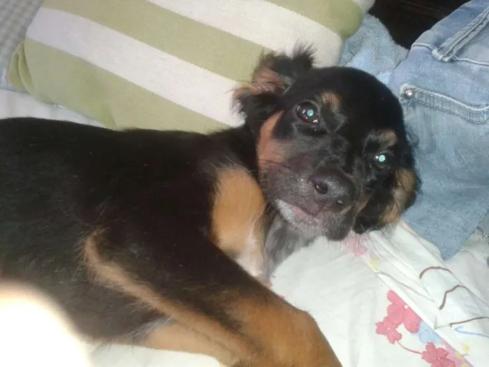 Cachorro raça Srd idade 2 a 6 meses nome A definir