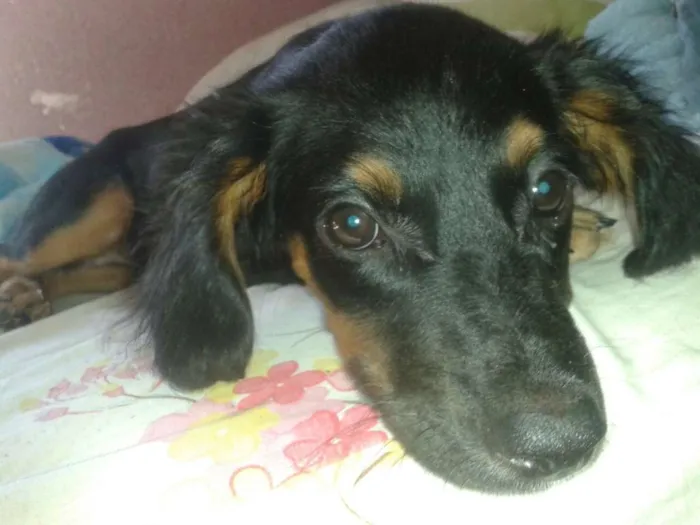 Cachorro raça Srd idade 2 a 6 meses nome A definir