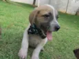 Oliver