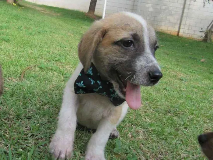 Cachorro raça SRD idade 2 a 6 meses nome Oliver