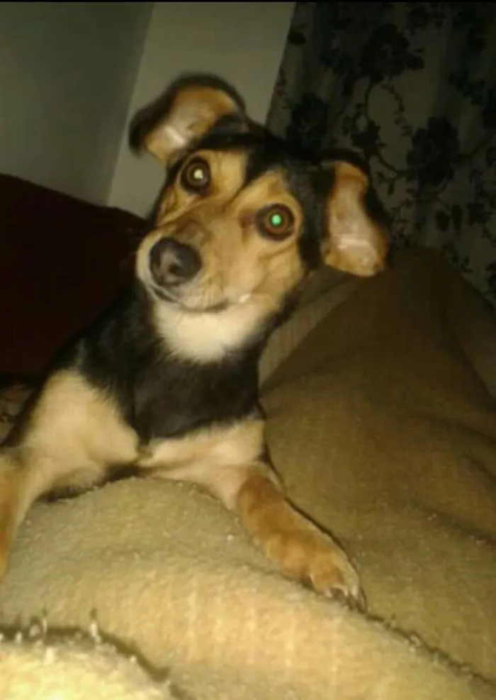 Cachorro ra a  idade 7 a 11 meses nome Anita