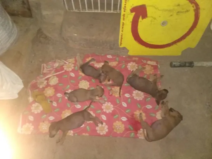 Cachorro ra a Indefinido idade Abaixo de 2 meses nome Vários