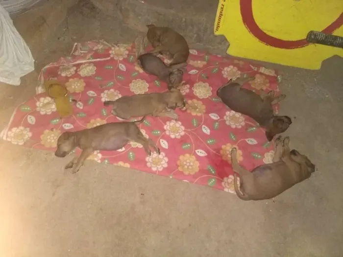 Cachorro ra a Indefinido idade Abaixo de 2 meses nome Vários