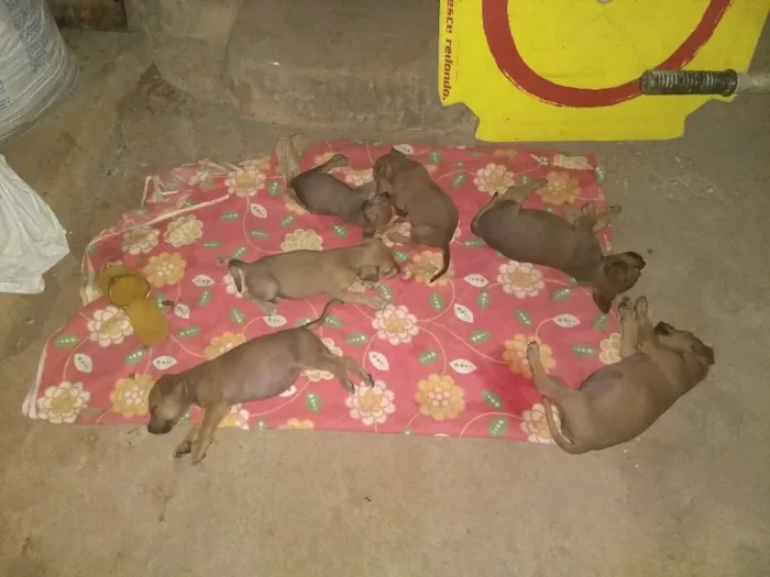 Cachorro ra a Indefinido idade Abaixo de 2 meses nome Vários