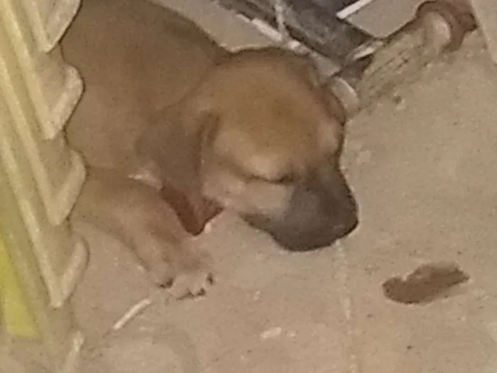 Cachorro ra a Indefinido idade Abaixo de 2 meses nome Vários