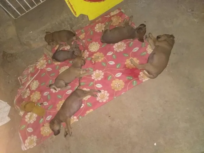 Cachorro ra a Indefinido idade Abaixo de 2 meses nome Vários