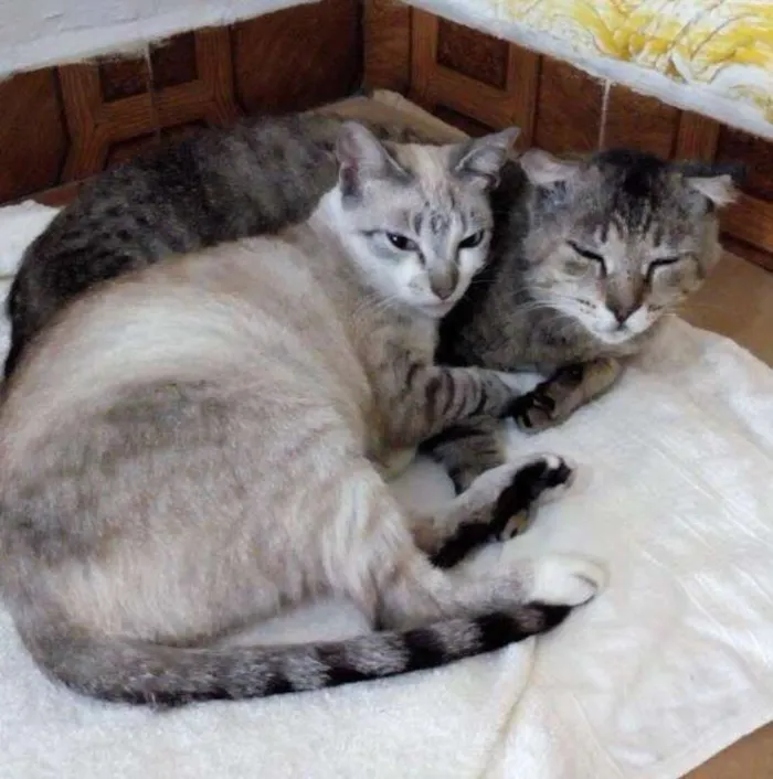 Gato ra a  idade 6 ou mais anos nome Peteleco & Lindinha