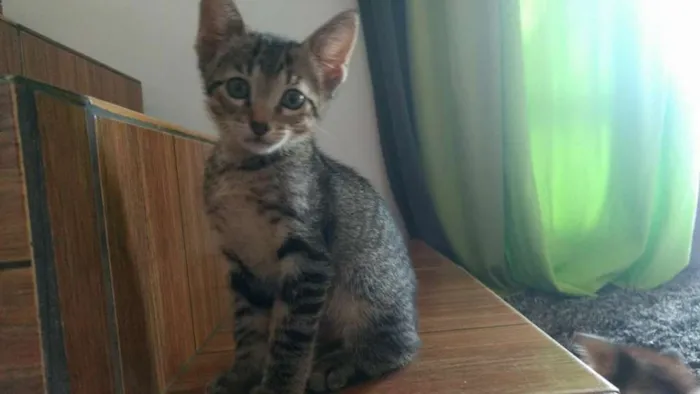 Gato ra a  idade 2 a 6 meses nome sem nome